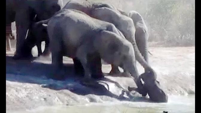 Herd Of Elephants Rescues A Calf - So Beautiful! - Latest Sightings.