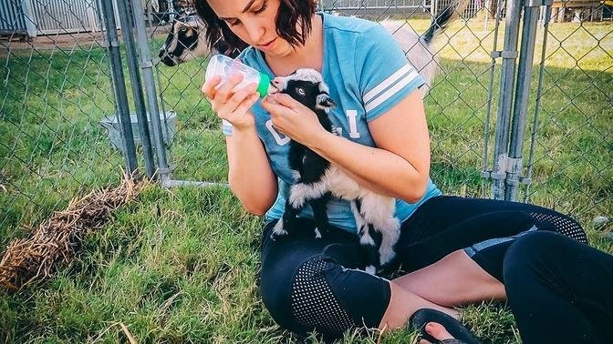 Bottlefed vs. Mother-Raised baby goats: Which is BEST?