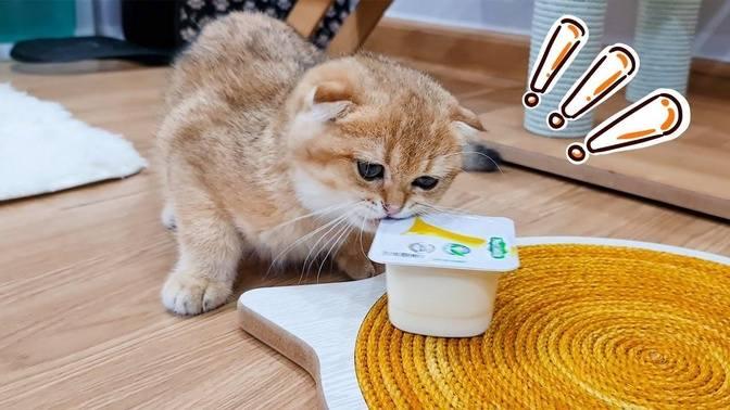 The kitten love to eat yogurt - Cute and funny cat video 🐈
