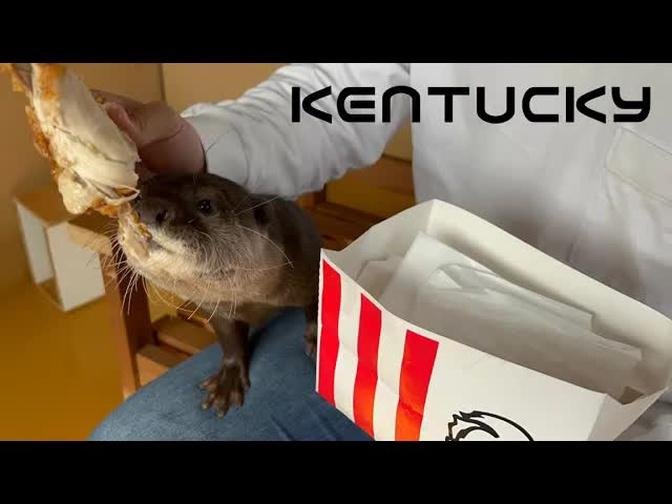 カワウソの前で呑気にケンタッキー食べてみた笑I ate Kentucky casually in front of an otter lol