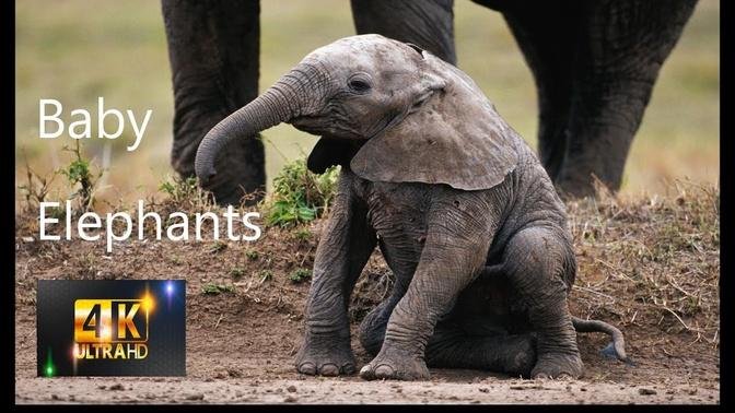 4k Animal World Baby Elephants Learning To Survive In The Wild