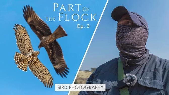 Photographing Territorial Raptors - Part Of The Flock Ep 3 | Bird Photography On Location