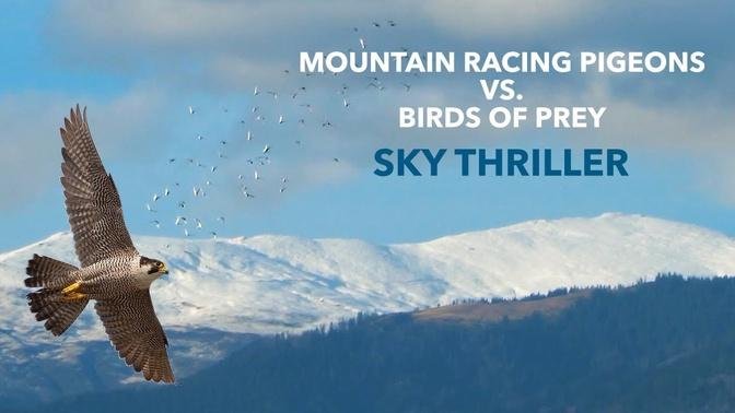 Mountain Racing Pigeons VS. Birds of Prey - Sky Thriller