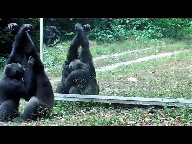 GHC (Grooming handclasp) a social activity strengthening bonds between chimpanzees filmed in Gabon