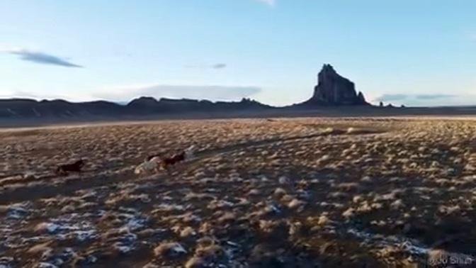 This drone footage shows a herd of wild horses as they gallop down a desert road at sunset