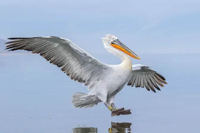 Explore 9 Beautiful European Birds That Will Take Your Breath Away