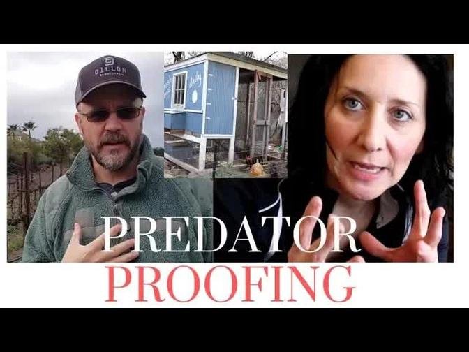 How to Predator Proof a Chicken Coop with City Prepping
