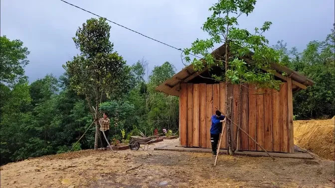 Planting jackfruit trees in wooden houses for shade, Working on a rainy day - Life Outside Freedom