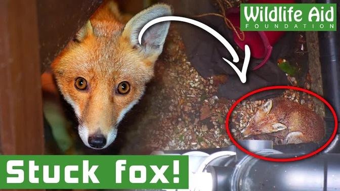 How did this poor fox fall so far down a hole?!