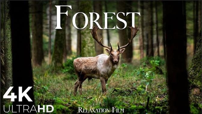 Forest 4K European Nature Relaxation Film   Meditation Relaxing Music   Nature Soundscapes