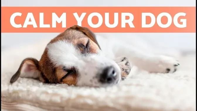 MUSIC for DOGS With ANXIETY 🐶🎶 Relax Your Nervous or Restless Dog!