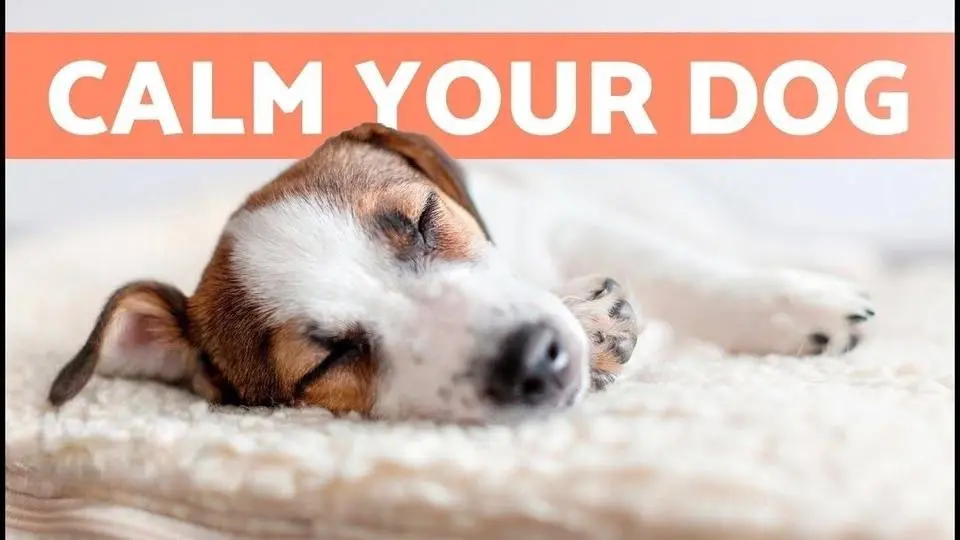 MUSIC for DOGS With ANXIETY 🐶🎶 Relax Your Nervous or Restless Dog!