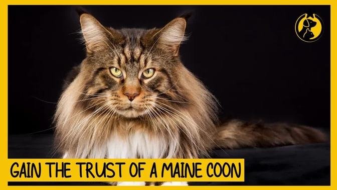 5 Ways to Gain the Trust of a Maine Coon Cat