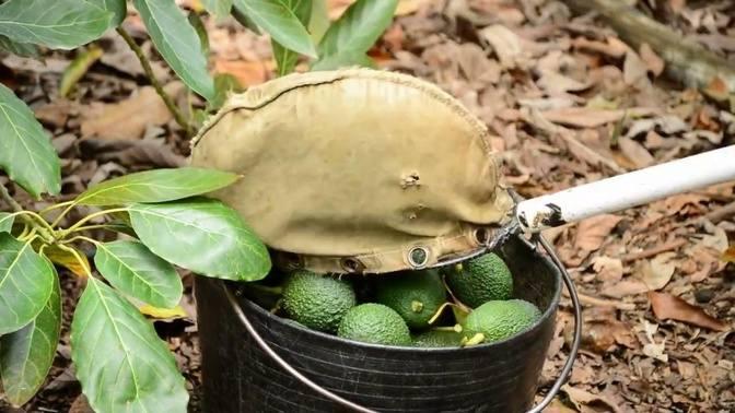 Avocado Harvesting - Calming Farm Life and Fruit Picking - Avocado Farming and Joyful Music