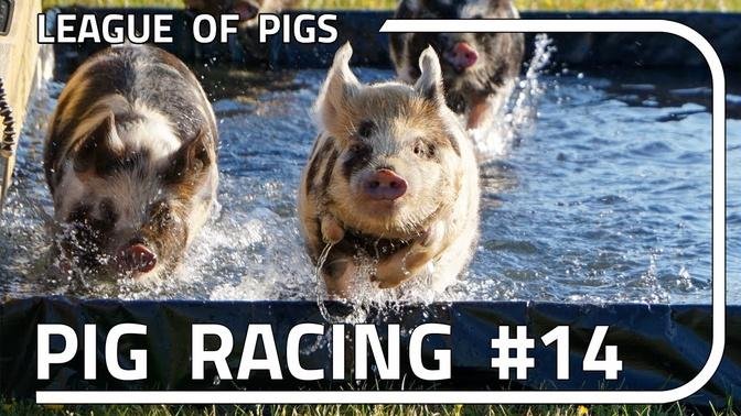  League of Pigs - Season 4 - Round 2!