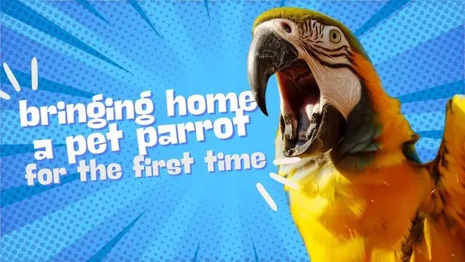 Bringing Home A New Pet Parrot For The First Time