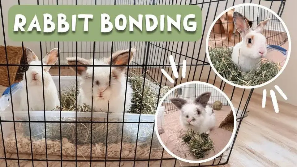 Rabbit Bonding - How I Bonded My 2 Male Rabbits 🐰