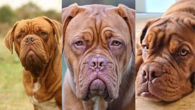 Dogue de bordeaux | Funny and Cute dog video compilation in 2022.