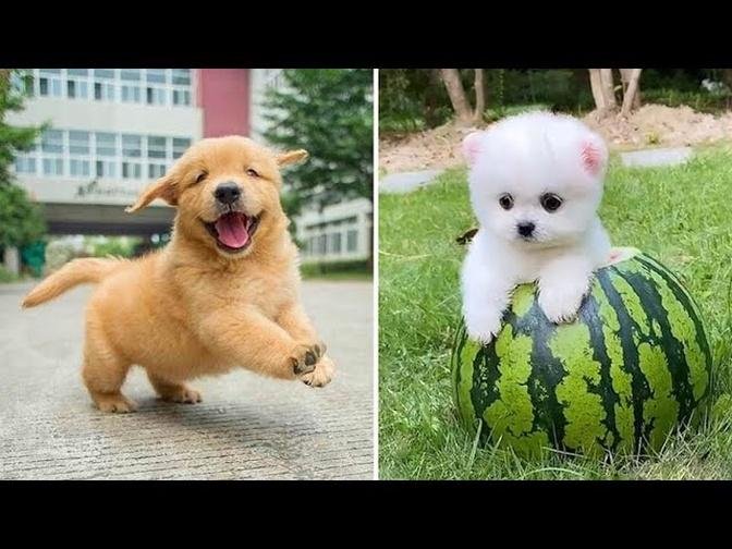 Baby Dogs 🔴 Cute and Funny Dog Videos Compilation #1 | 30 Minutes of Funny Puppy Videos 2021