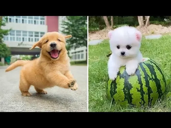 Baby Dogs - Cute and Funny Dog Videos Compilation #24 | Aww Animals