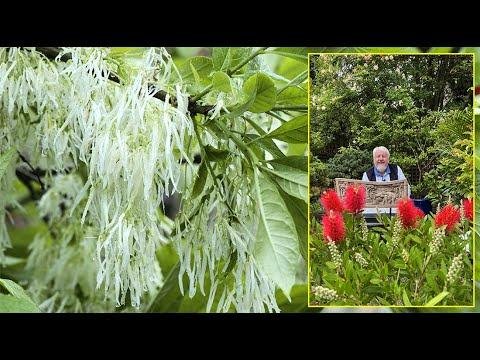 ARBRE DE NEIGE : SA FLORAISON TRÈS SPECTACULAIRE MÉRITE VOTRE JARDIN… Le Quotidien du Jardin N°389