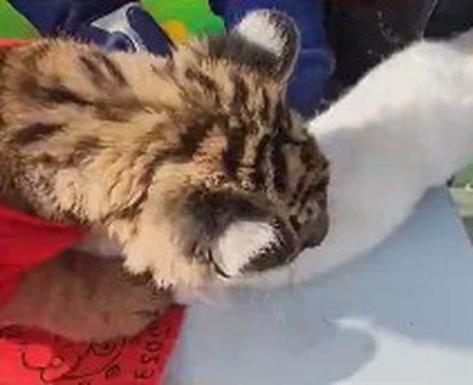 1月20日，山西臨汾動物園舉行“虎兔交接”儀式，結果兔子差點成了老虎的年夜飯。
