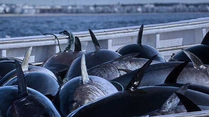 Wow!! Bluefin Tuna Farm, Big Catch Giant Bluefin Tuna, Harvest and Tuna ...