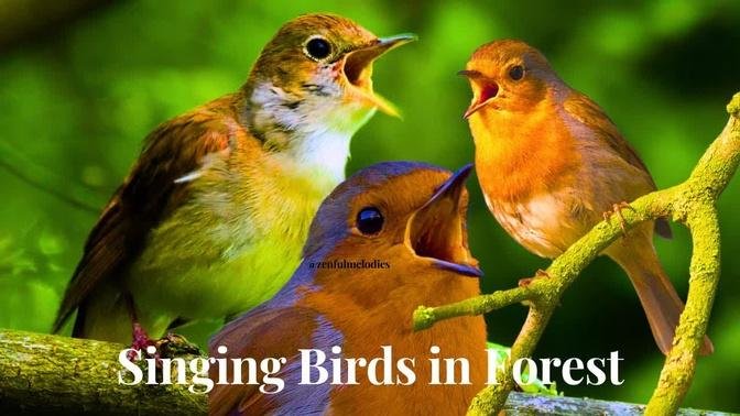 Most Beautiful Bird Songs - Birds singing in the forest