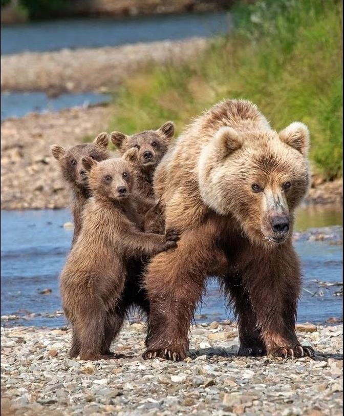 Bears And Their Cubs