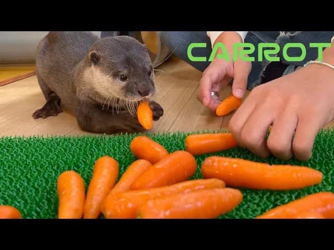 カワウソココちゃんの大好物な人参を大量にプレゼントしてみた笑I gave a large amount of otter koko-chan's favorite carrots as a gift