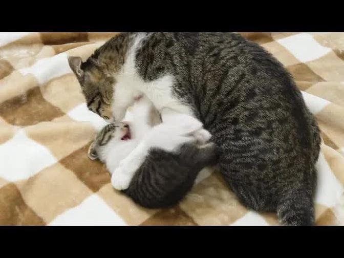 What Happens When a Big Cat Starts Showing Love To a Rescued Kitten? │ Episode.97