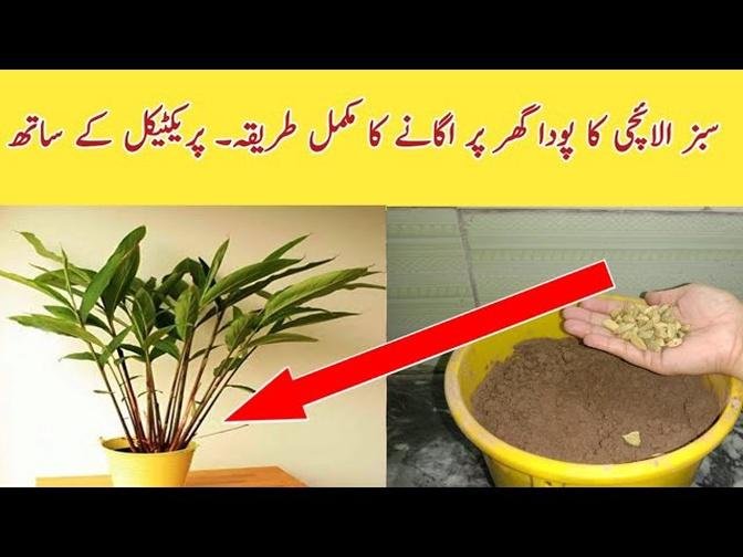 How to Grow Cardamom Plant from seeds at Home ll Ghr pr Beej sy Sabz elaichi ka Poda ugany ka tareqa