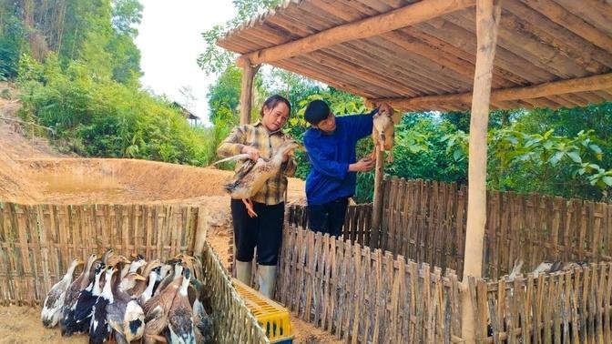 Building a barn to move the ducks to a new farm, Phuc and Repair
