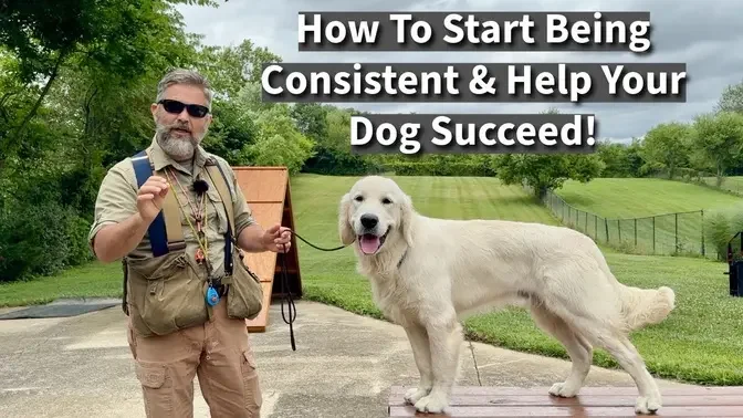 Improve Your DogTraining Skills By Being A More Consistent Trainer | Demonstration With Five Dogs