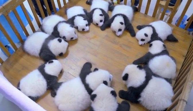 Cute panda video collection