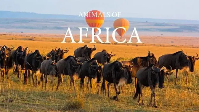 4K African Wildlife: Bwindi Impenetrable National Park - Scenic Wildlife Film With Real Sounds
