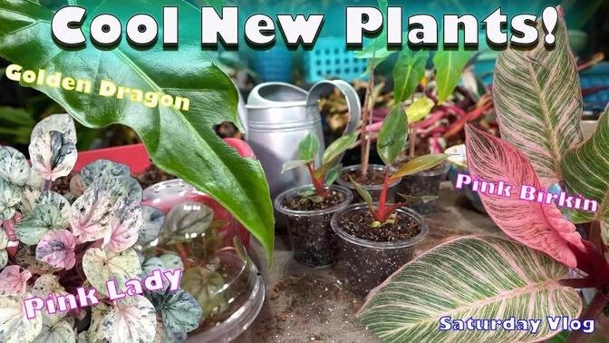Some Fun New Plants! || Saturday Vlog