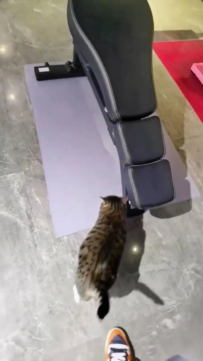 Do cats have 6 packs? Well this one does