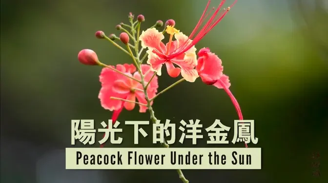 陽光下的洋金鳳 Peacock Flower Under the Sun