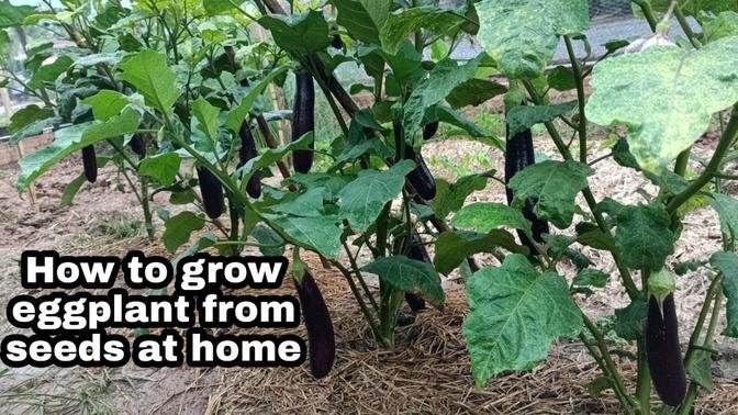 How to Grow Eggplant from Seeds to Harvest at home