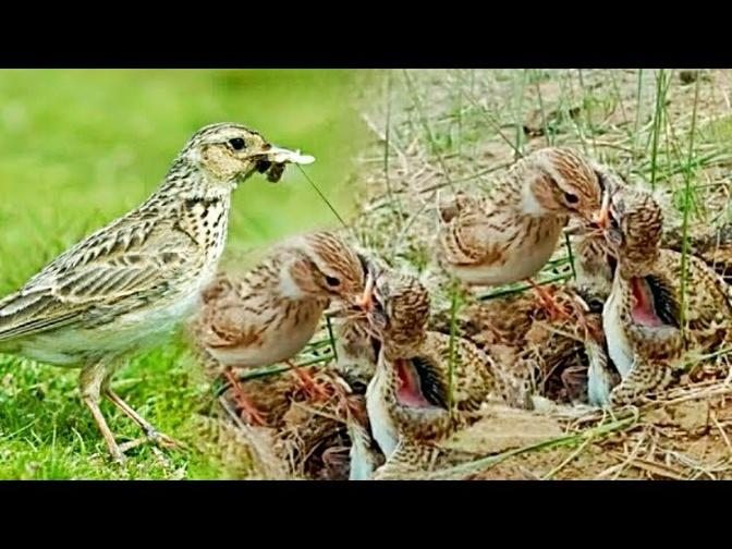 Bimaculated lark Birds make nests on the ground #birds #nest #bird #babybird #birdnest #animals