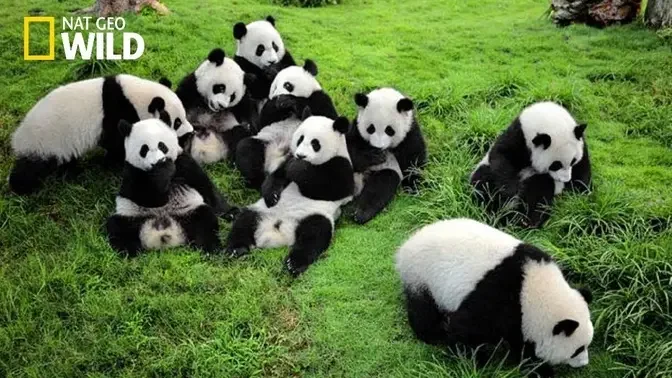 Life of Rare Panda – National Geographic And Wildlife Animal Documentary