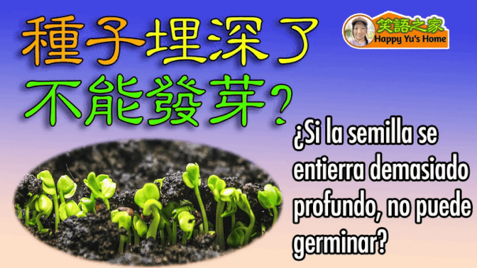 ¿De verdad? ¿La semilla no puede germinar si está enterrada demasiado profunda 🌱?