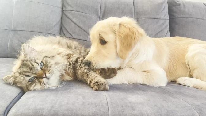 Golden Retriever Puppy Taking Care of a Giant Cat!