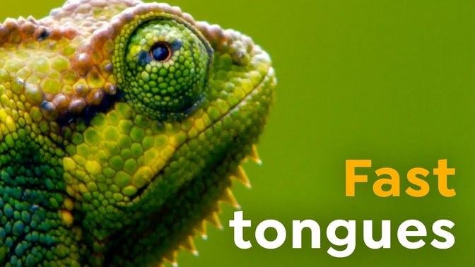 Fast Tongues l Chameleons in Slow-motion