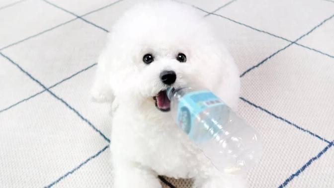 The Doggy Genius Challenge [IMPOSSIBLE final level]