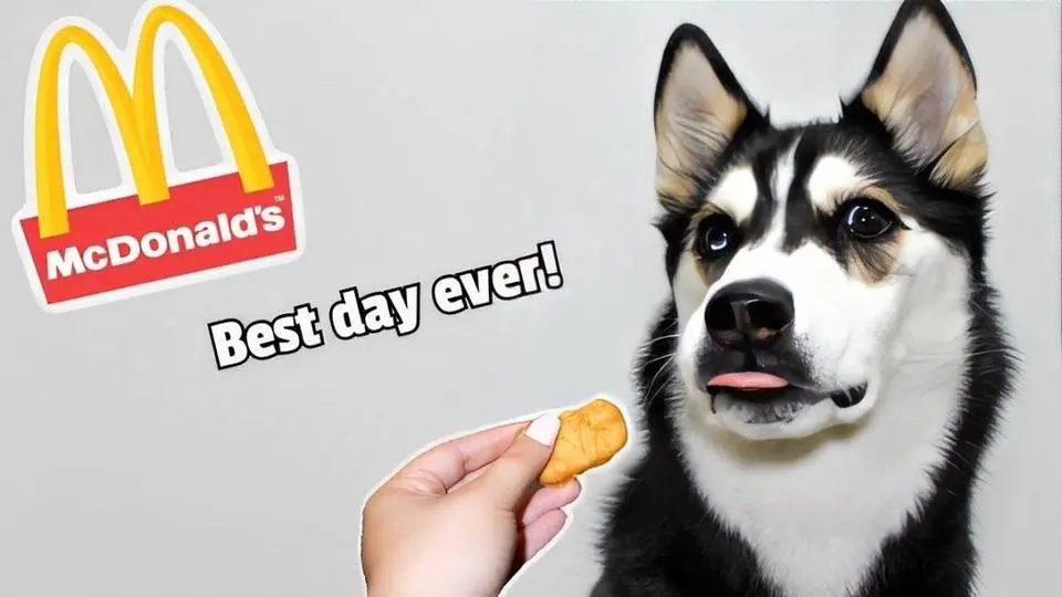 HUSKY HAS FIRST MCDONALDS HAPPY MEAL!