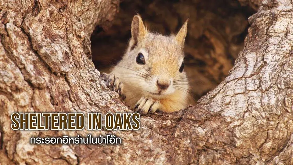 Sheltered in Oak