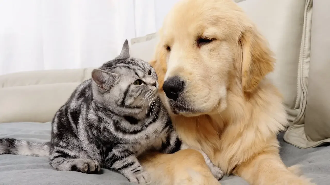 It's an Incredible Friendship: Kitten and Golden Retriever Grew Up Together