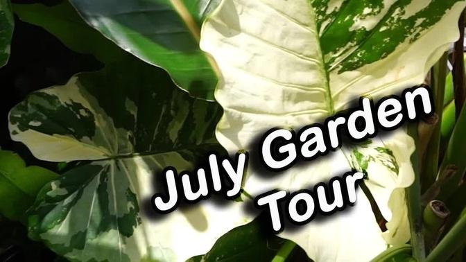 July Garden Tour Part 1 || Houseplants & Perennials